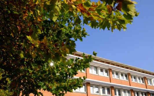 a tree and a building