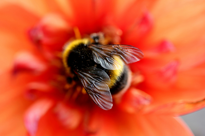 Photo of a bumble bee sitting on a red flower.