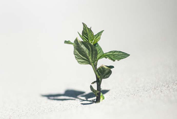 Stock photo of a green plant growing through concrete