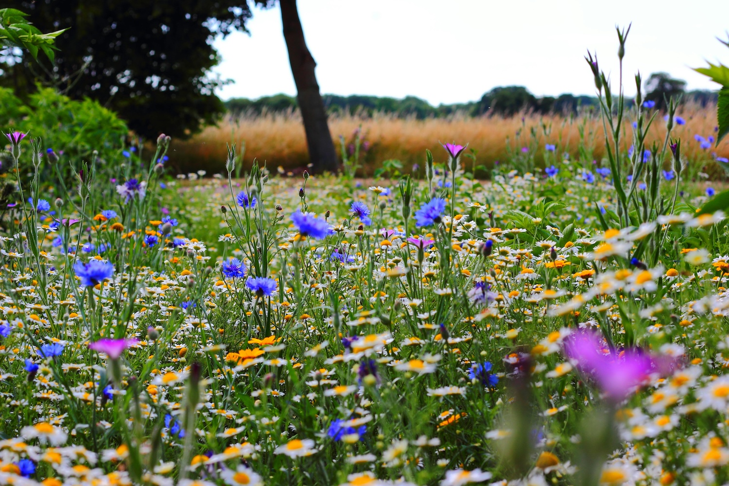 Photo of a field with flowers