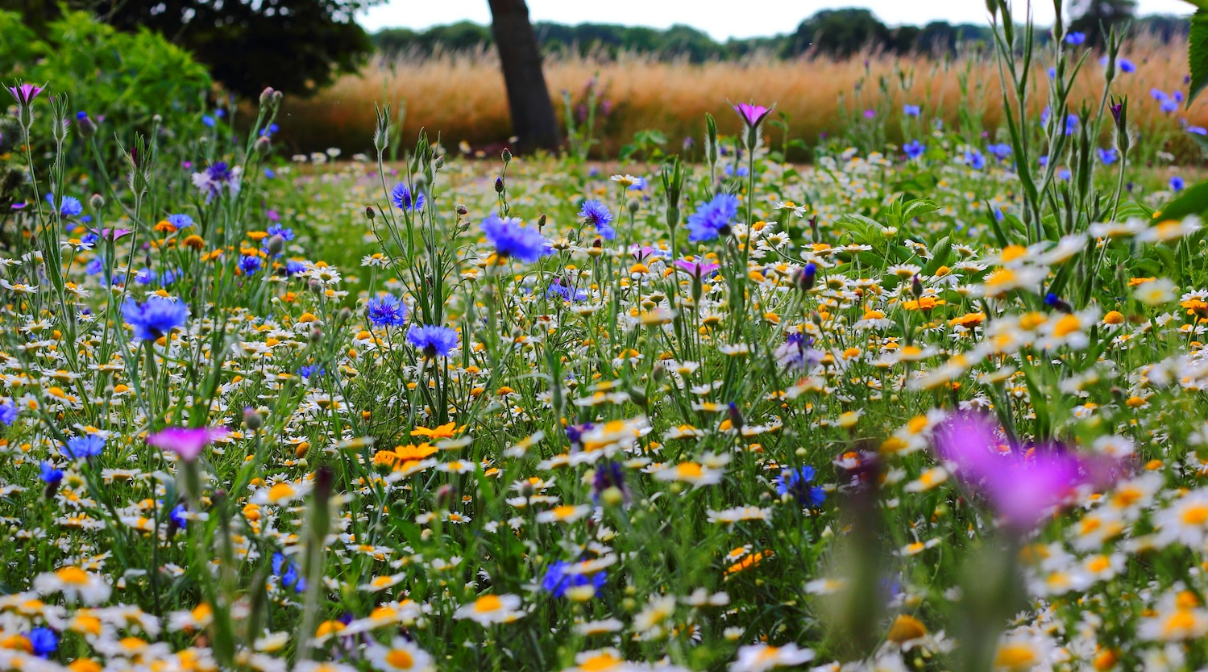 Field of flowers