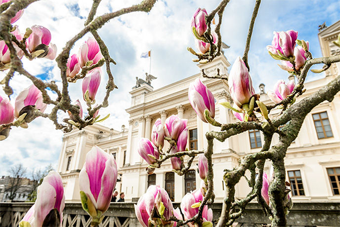 The university building with magnolias in front of it