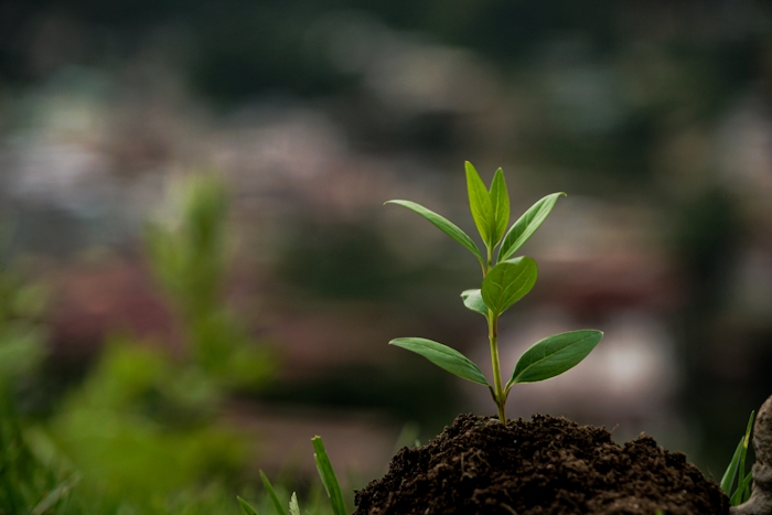 plant growing