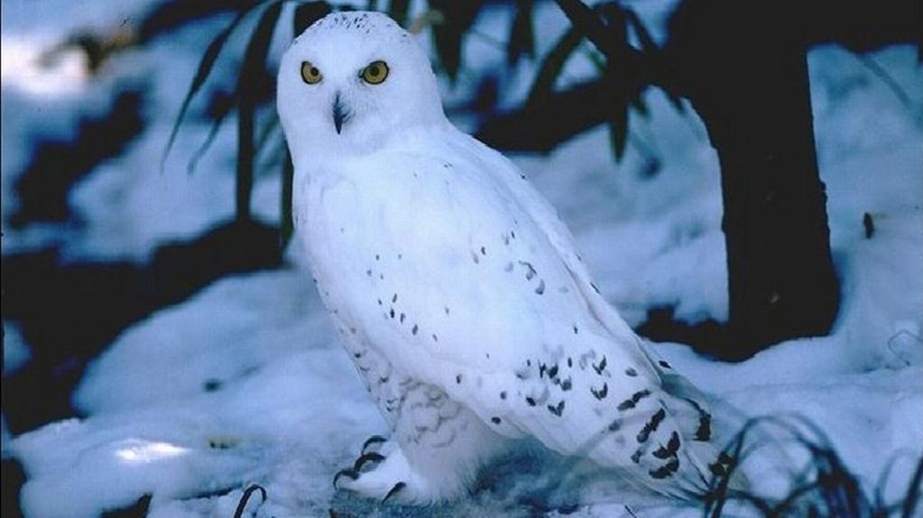 Hedgehog in green grass and red berries